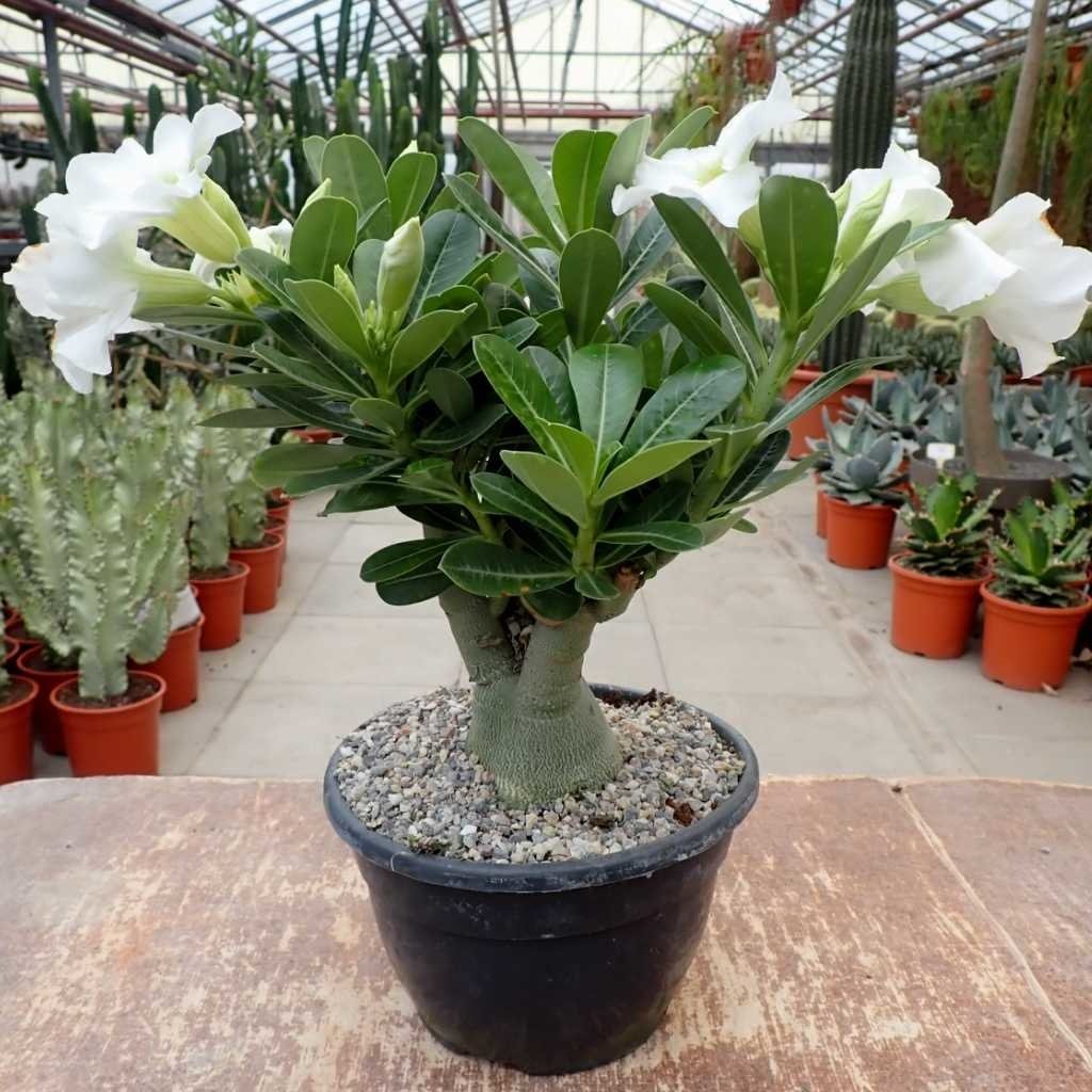Non-GMO White Adenium Obesum Seeds for Gardening