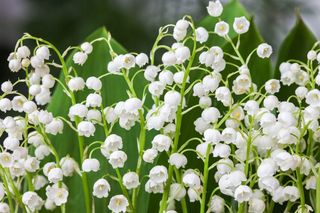 Non-GMO White Bell Orchid Seeds for Gardening