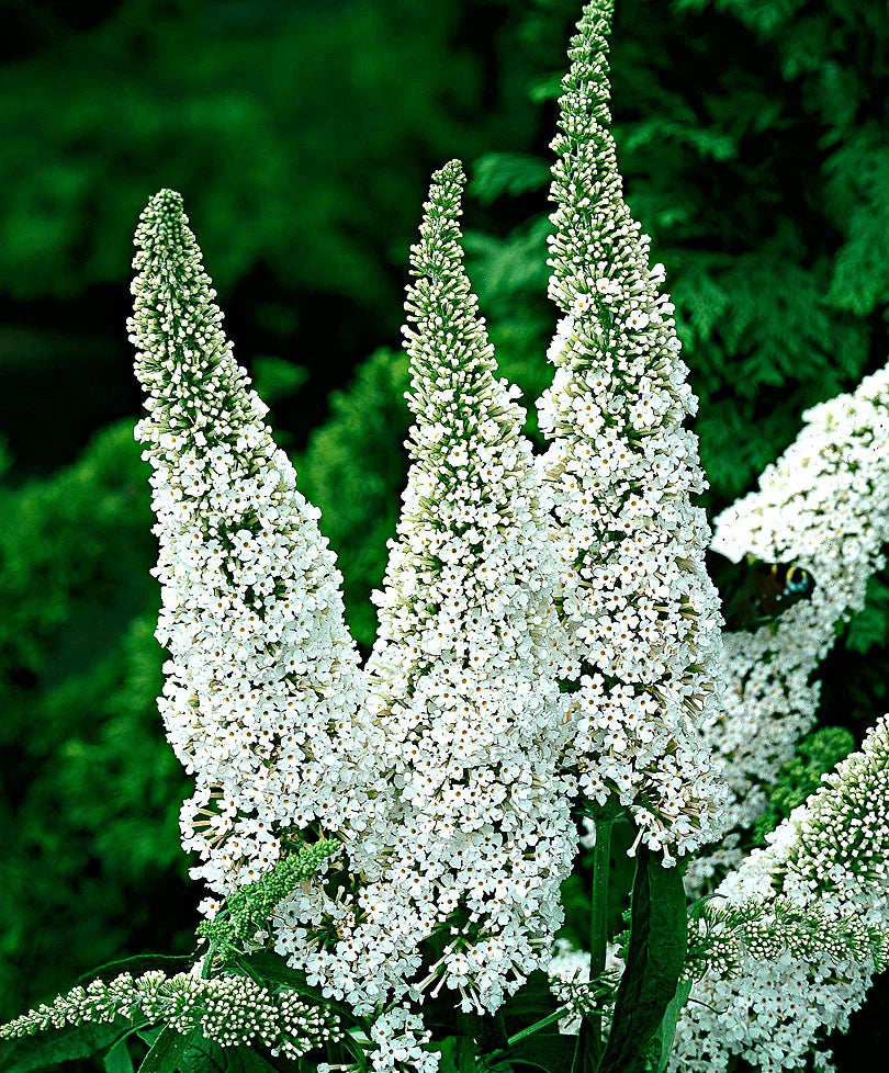 Non-GMO White Buddleia Seeds for Gardening