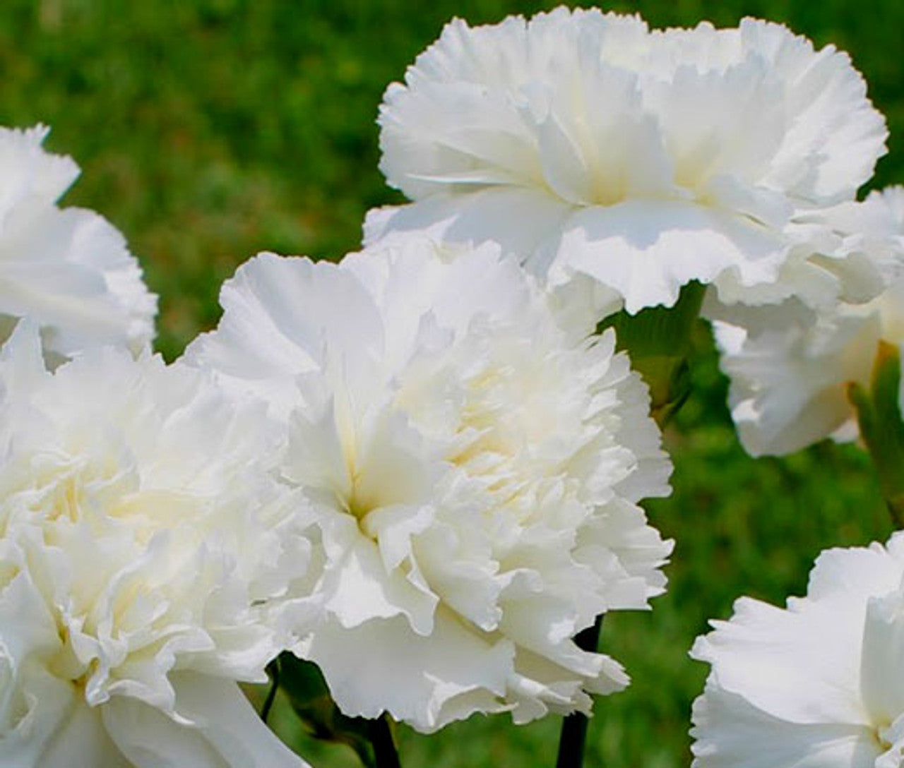 Non-GMO White Carnation Seeds for Gardening