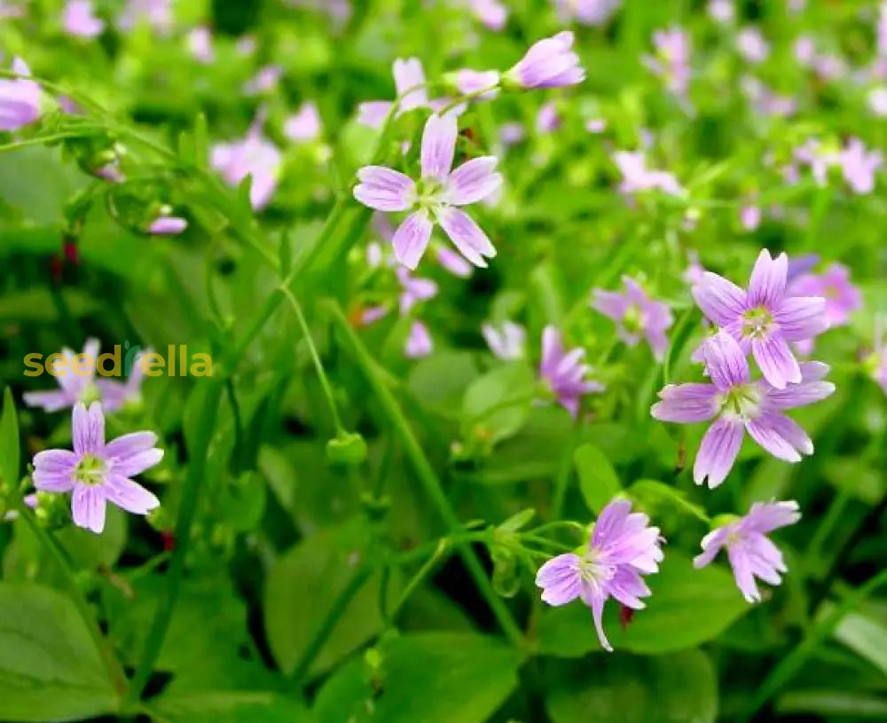 Non Gmo White Claytonia Seeds