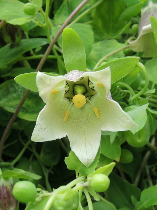 Non Gmo White Codonopsis Seeds