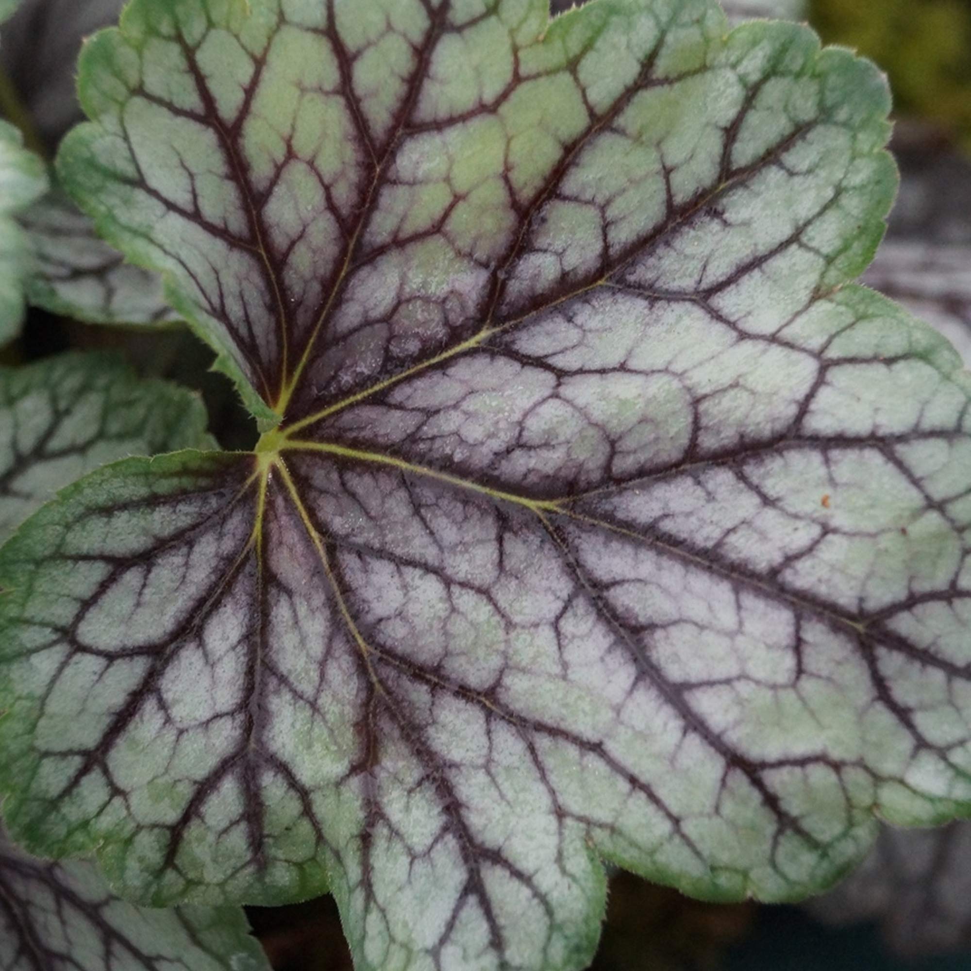 Non-GMO White Coral Bells Seeds for home gardening