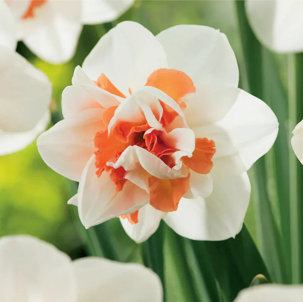 Non-GMO White Daffodil Seeds