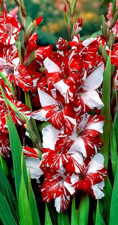 Premium Non-GMO White & Dark Red Gladiolus Seeds