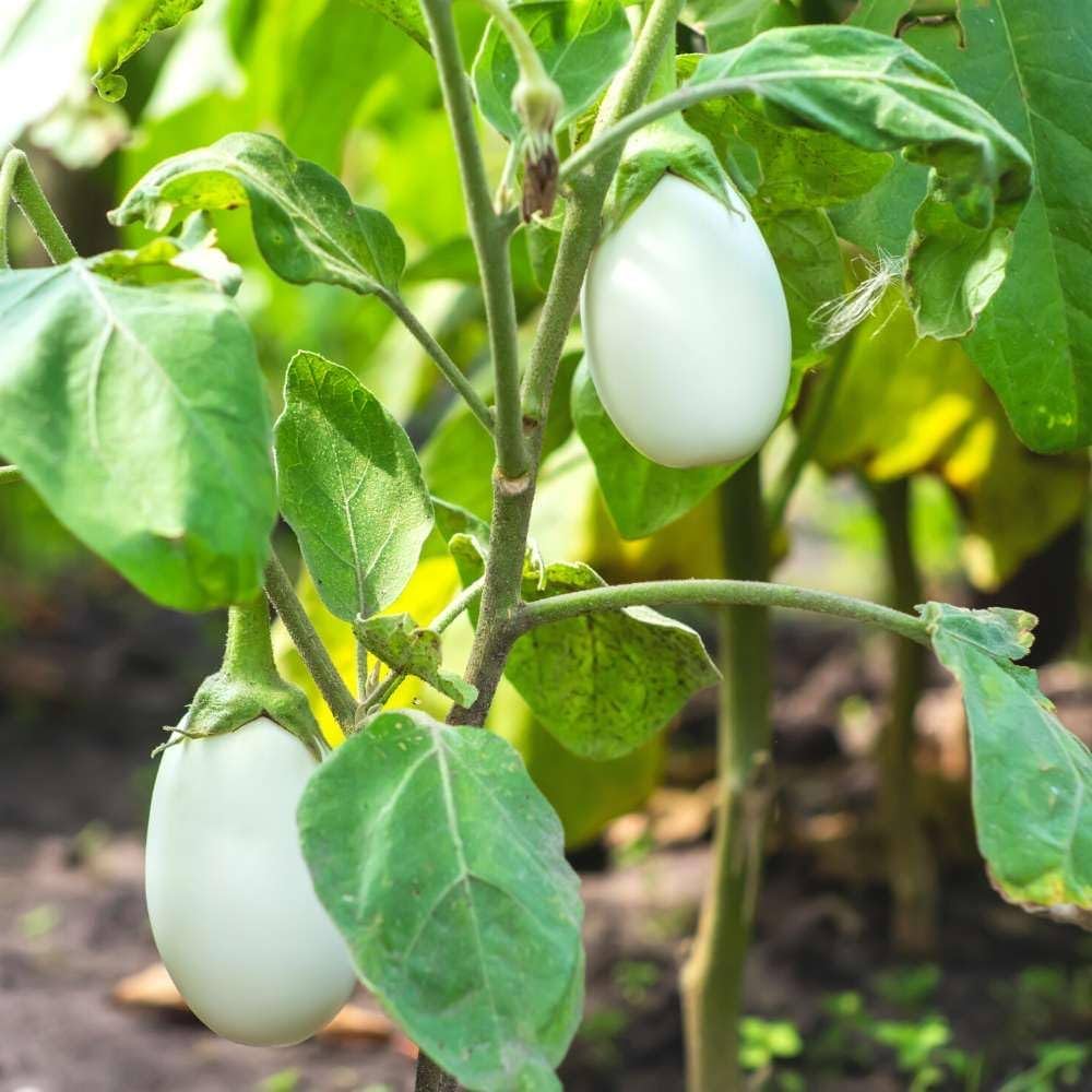 Non-GMO White Eggplant seeds warm-season variety