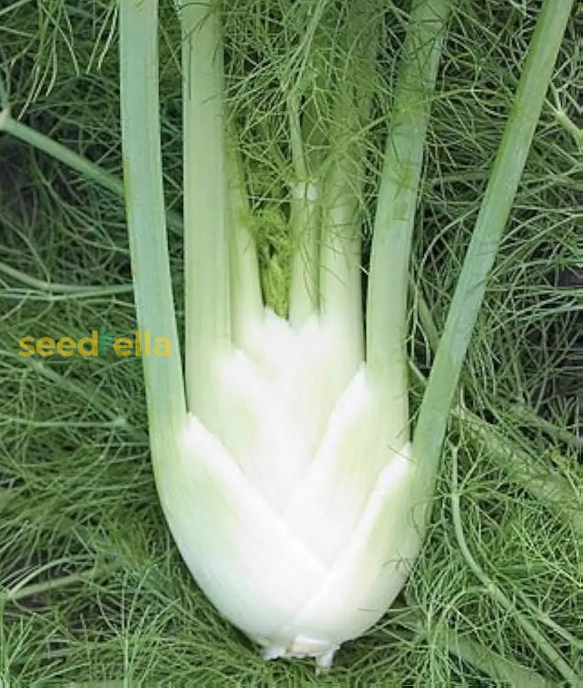 Non-GMO white fennel seeds for planting
