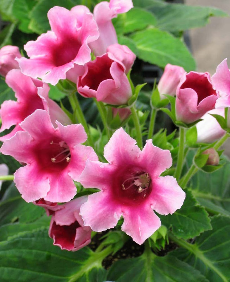 Non Gmo White Gloxinia Seeds