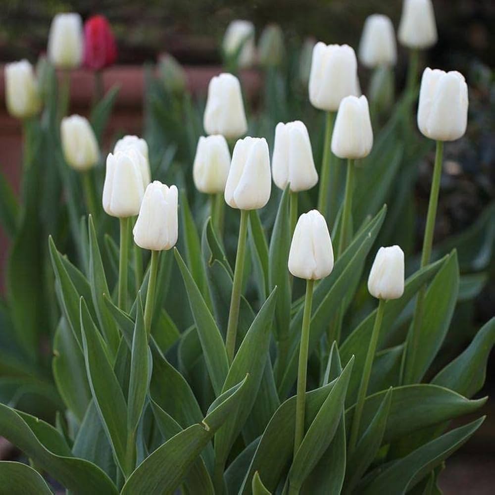 Non-GMO White & Green Tulip Seeds for Gardening