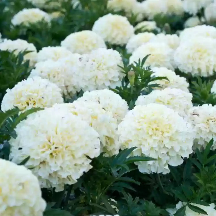 Non-GMO White Marigold Seeds for Vibrant Floral Displays