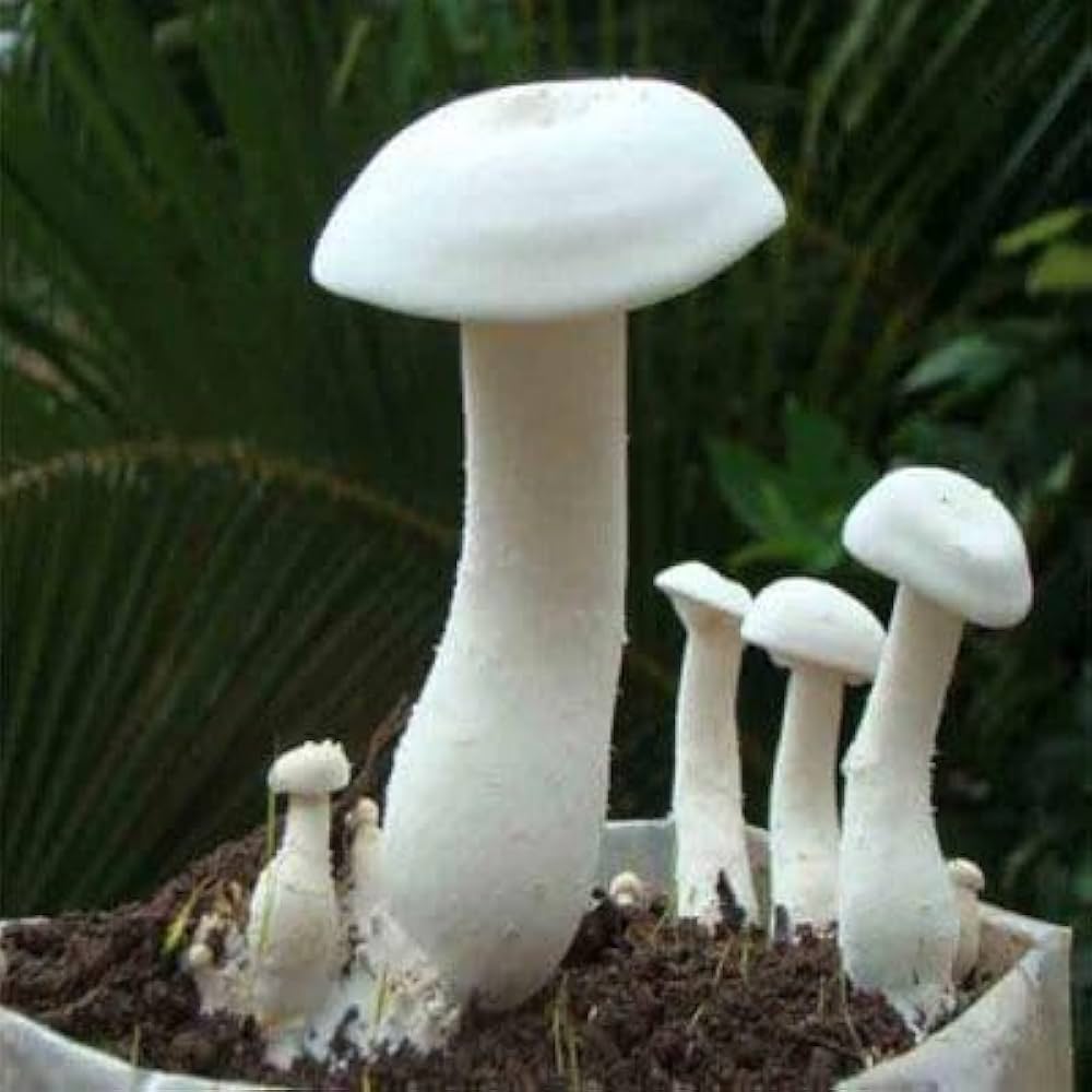 Non-GMO White Mushroom spores for educational growing