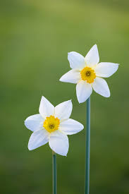 Non-GMO White Narcissus Flower Seeds