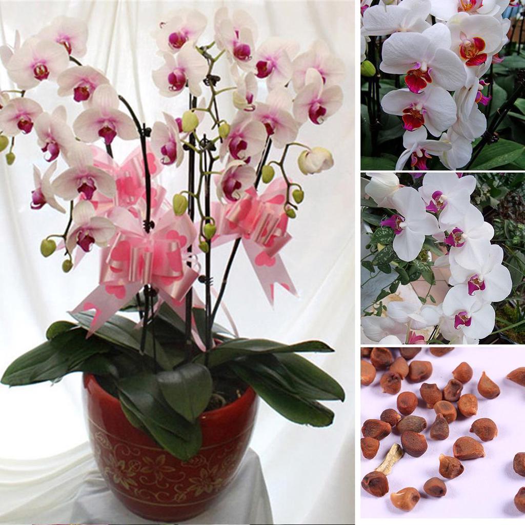 Non-GMO White Orchid Seeds