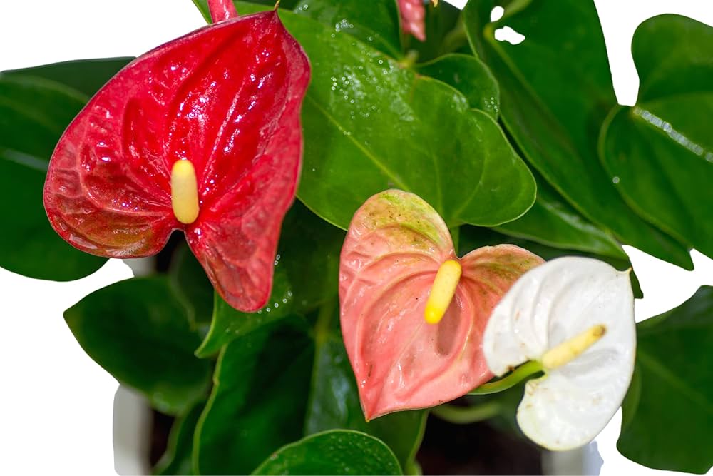 Non-GMO White & Red Anthurium Flower Seeds