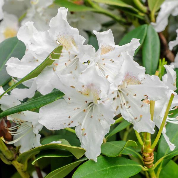 Non-GMO White Rhododendron Seeds for Home Gardening