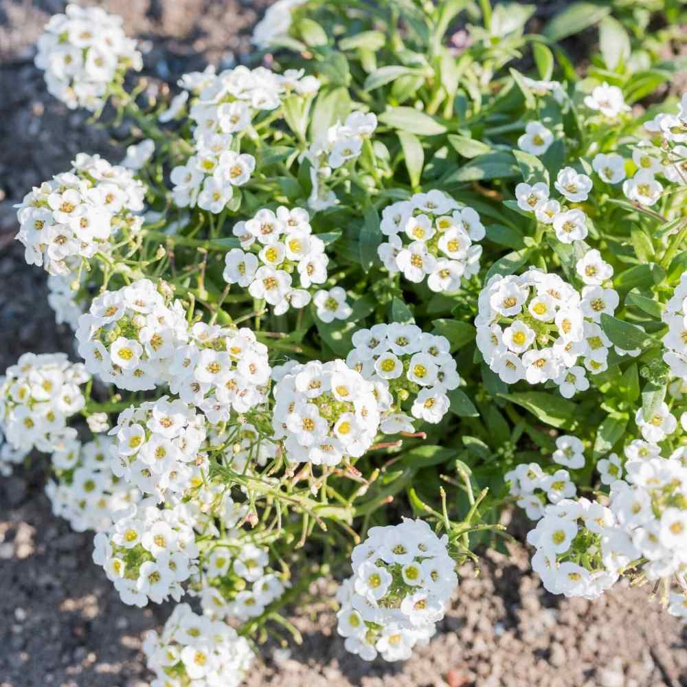 Non-GMO White Succulent Flower Seeds