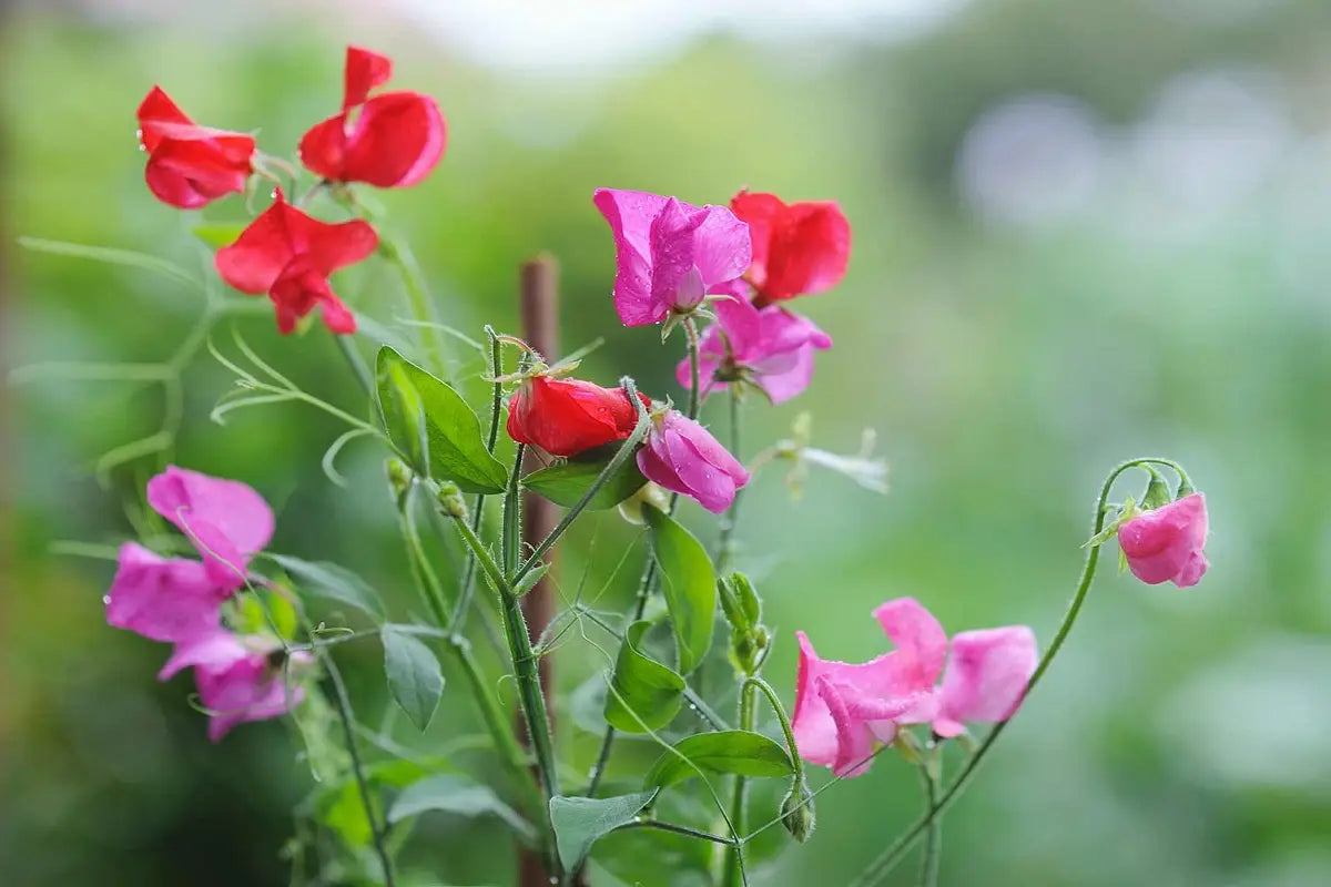 Non-GMO White Sweet Pea Flower Seeds