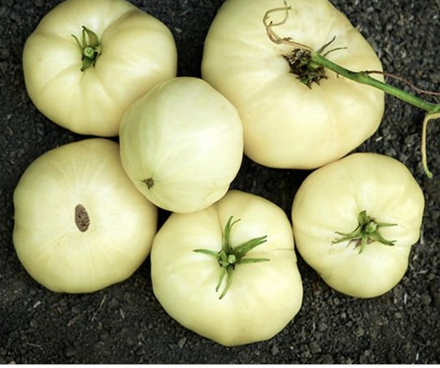 Non GMO white tomato seeds