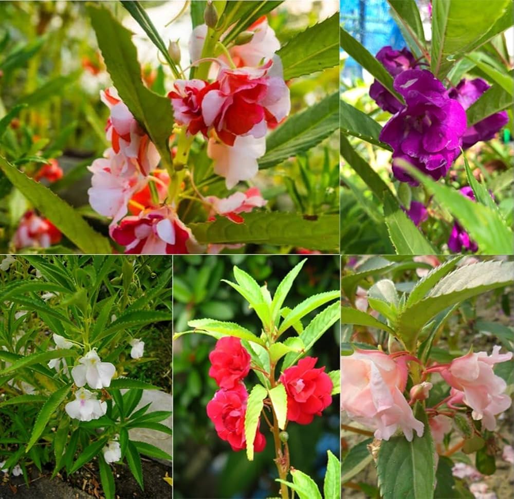 Non-GMO White Violet Balsam Camellia Seeds for Gardening