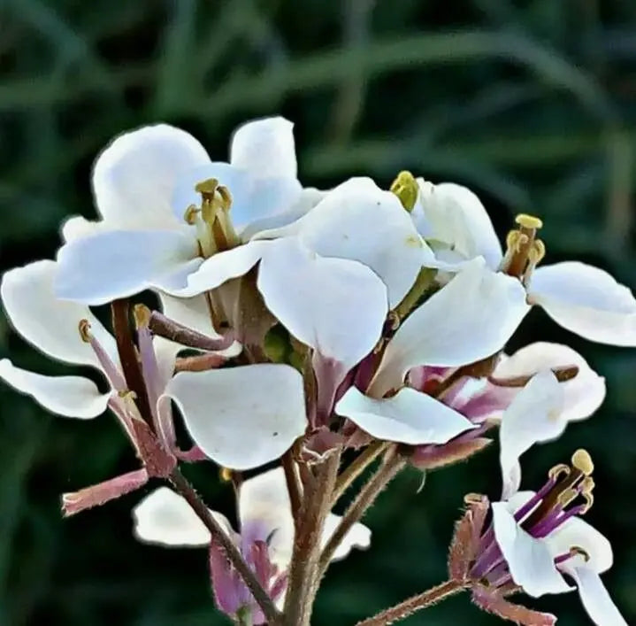 Non-GMO White Wasabi Diplotaxis Seeds