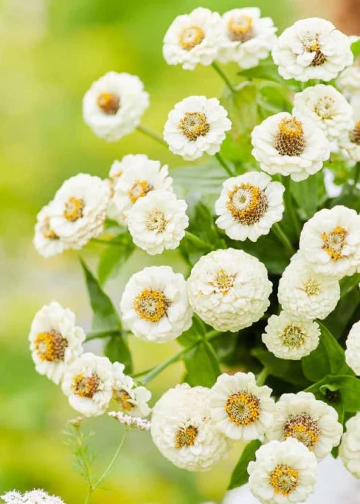 Non-GMO White Zinnia Flower Seeds