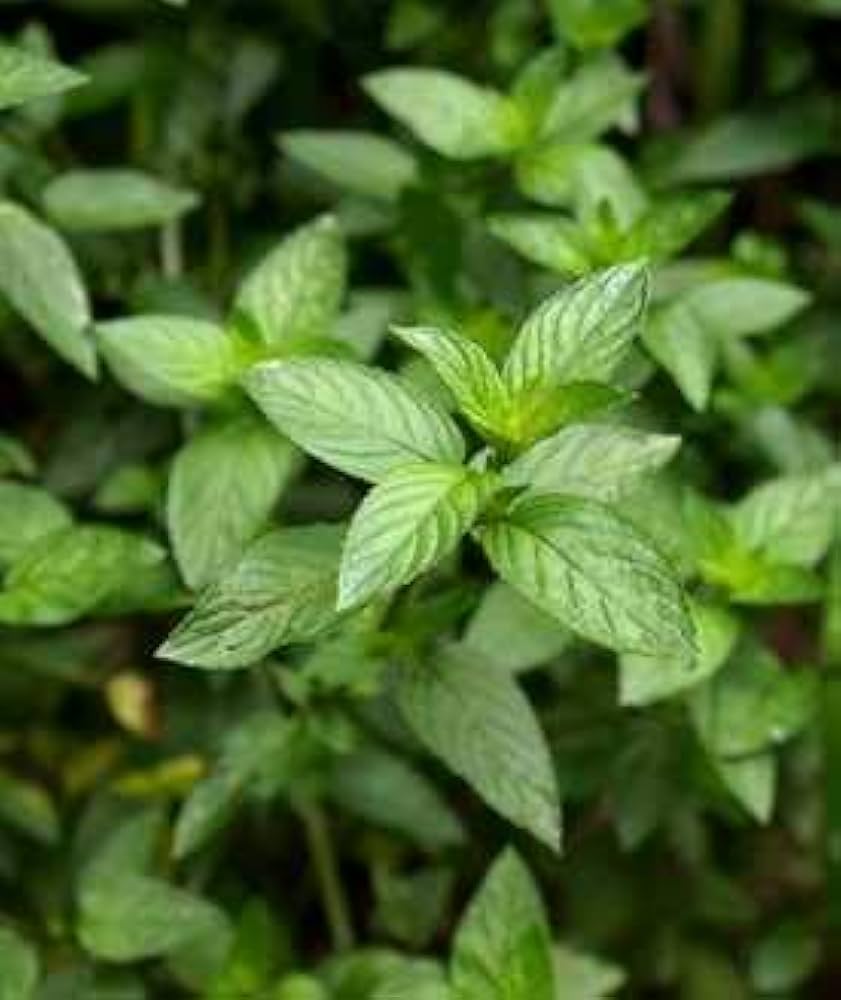 Non-GMO Wild Mint seeds for herb garden