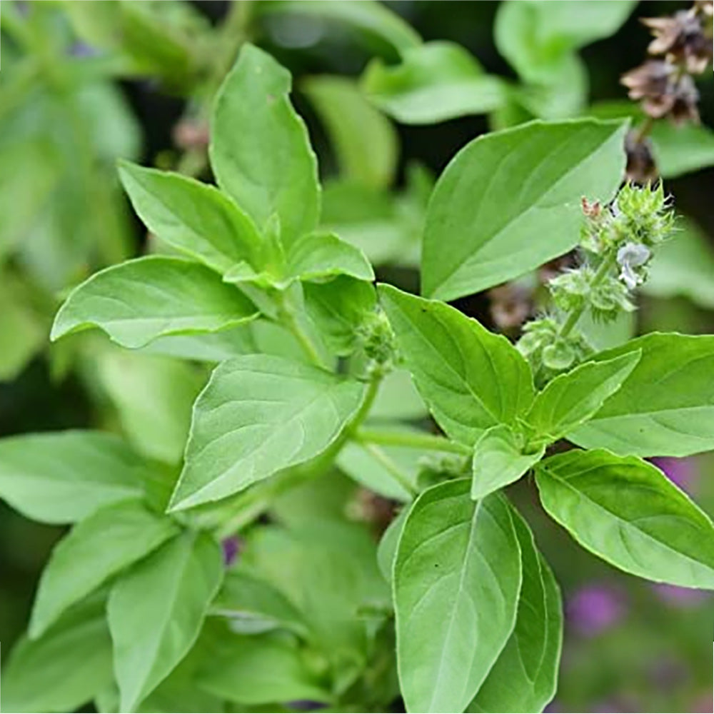 Non-GMO Wild Tulsi Vana Basil seeds for planting