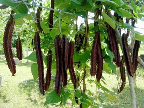 Non GMO winged bean seeds