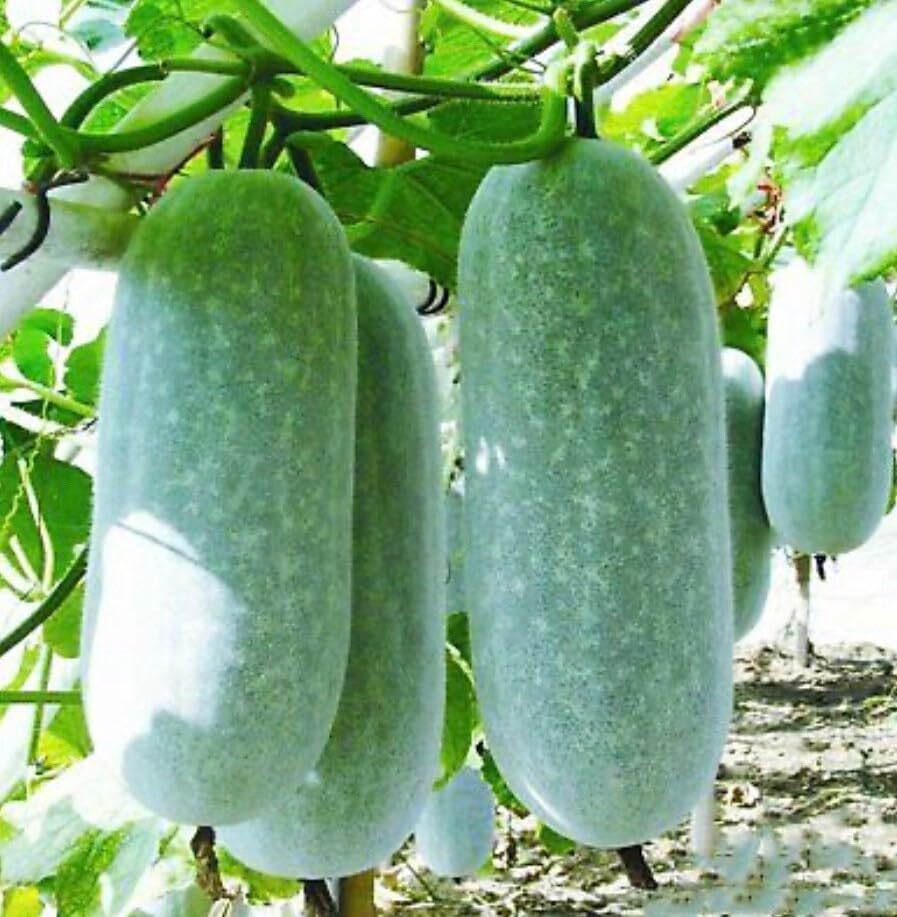 Non GMO Winter Melon seeds for warm-season planting