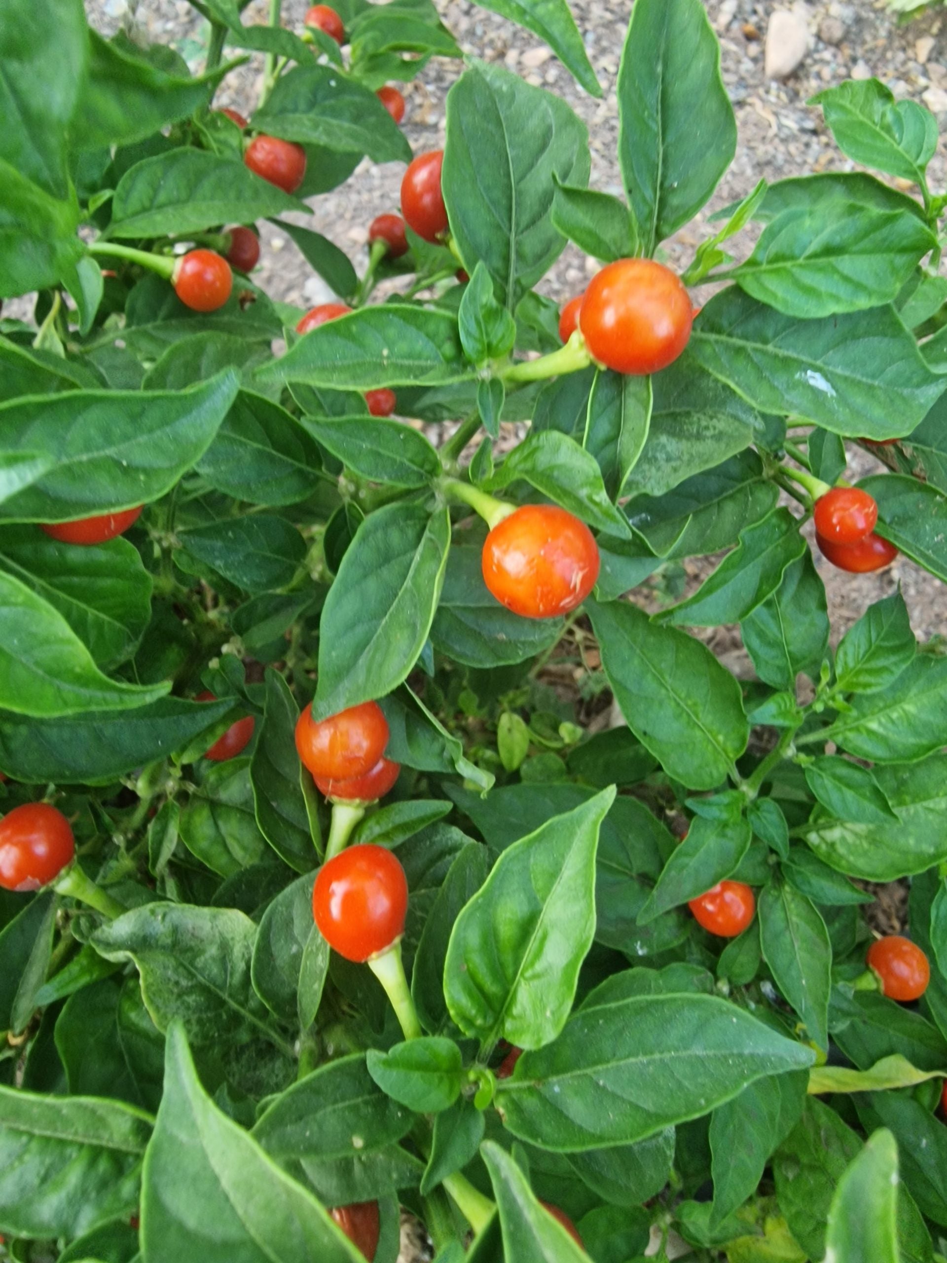 Non GMO Wiri Wiri pepper seeds for warm season gardening