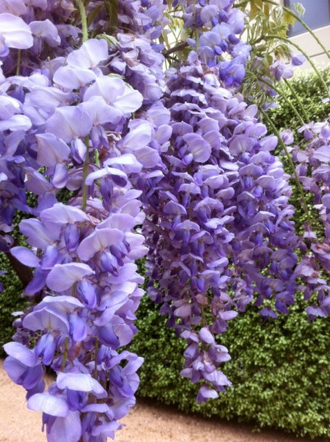 Non-GMO Wisteria Tree Seeds for Gardening