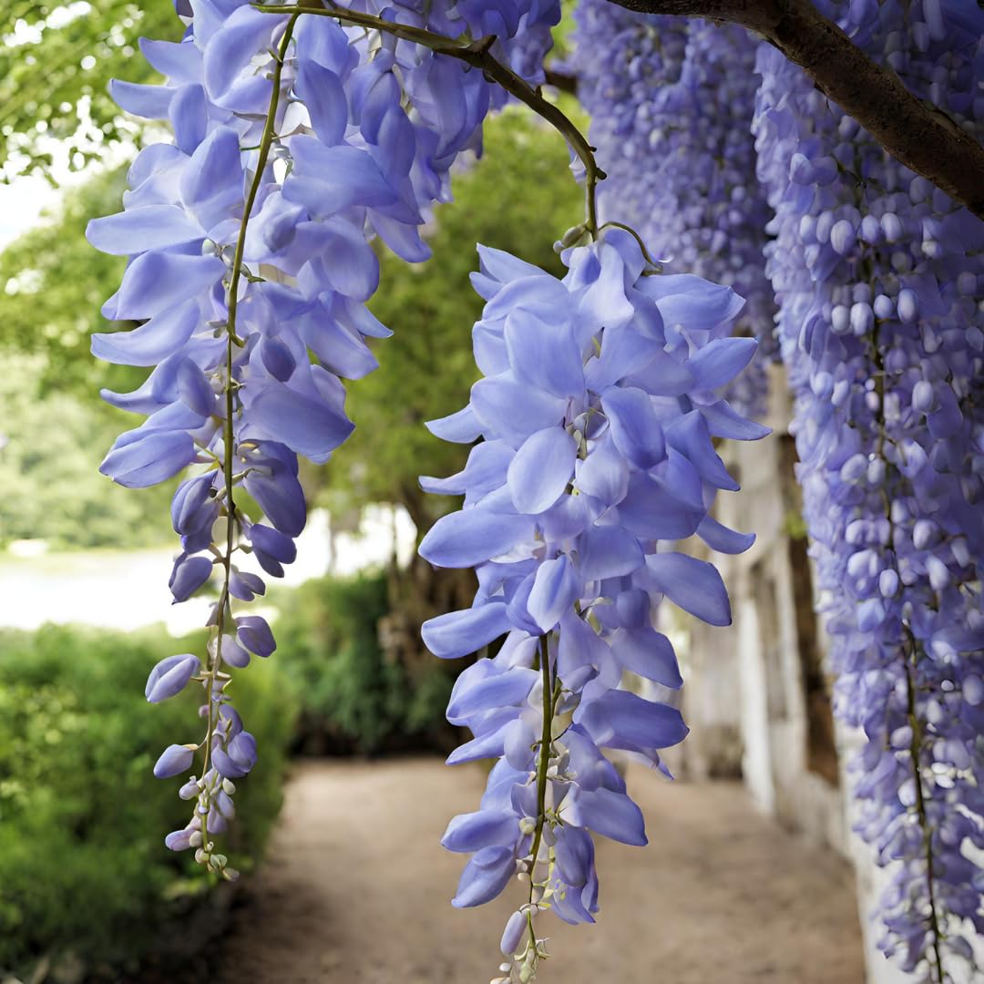 Non-GMO Purple Wisteria Seeds for Gardening