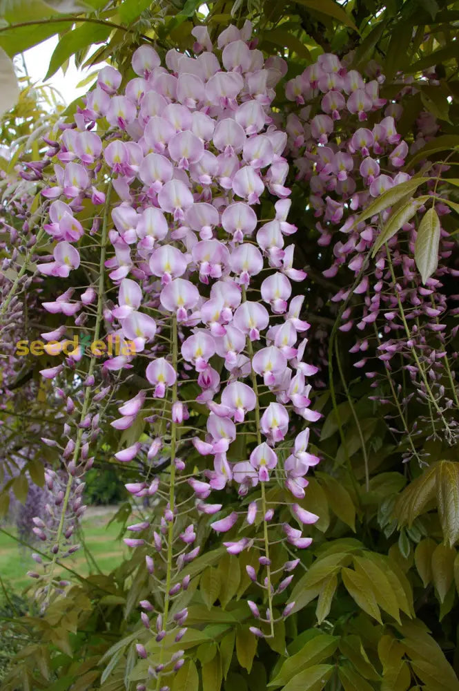 Non Gmo Wisteria Tree Seeds