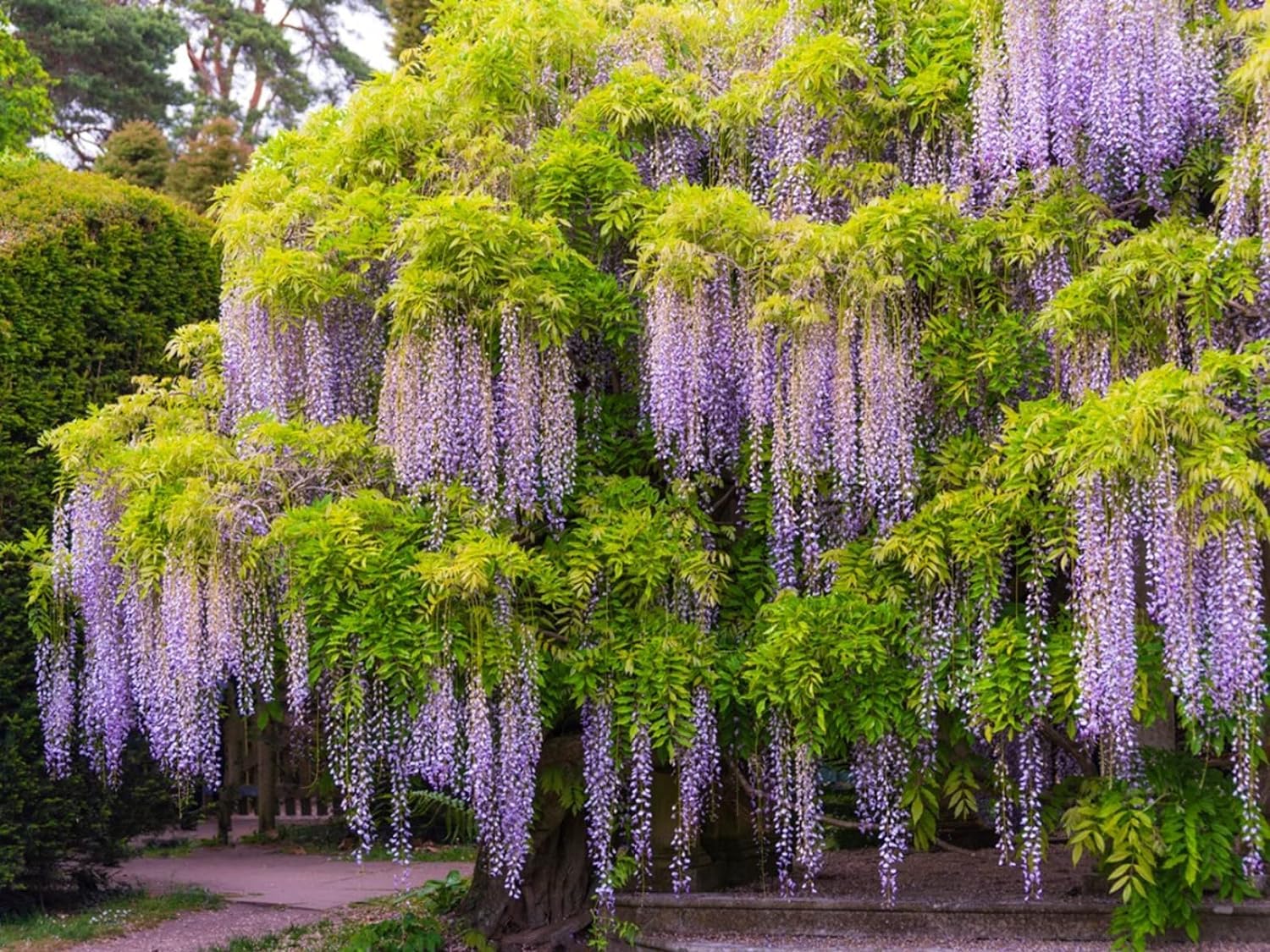 Non-GMO Wisteria Flower Seeds