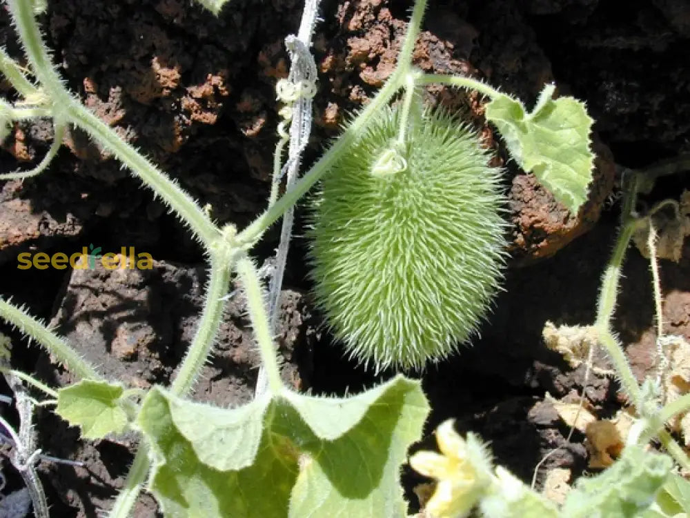 Non GMO Wooly Bear gourd plant