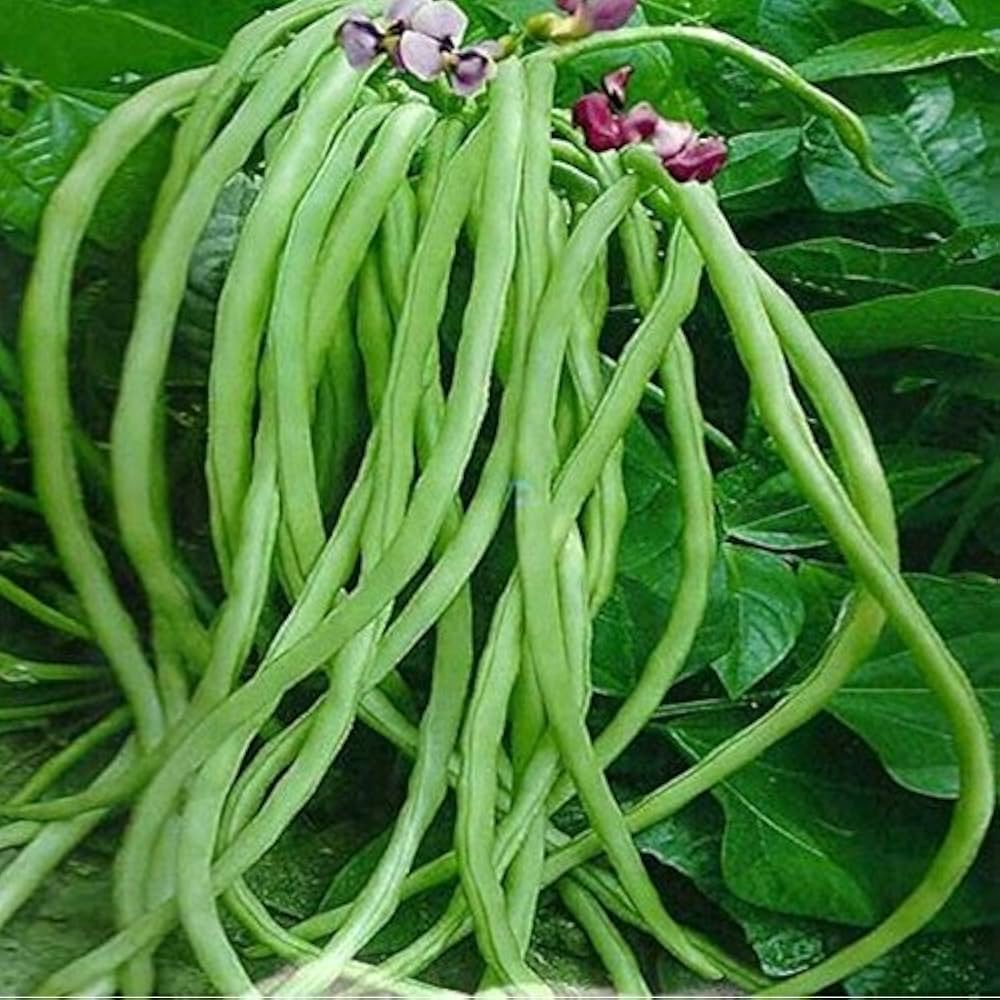 Non-GMO yardlong bean seeds for home gardening