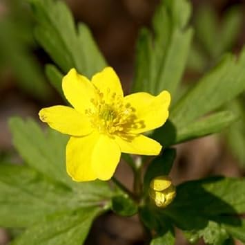 Non-GMO Yellow Anemone Pulsatilla Flower Seeds