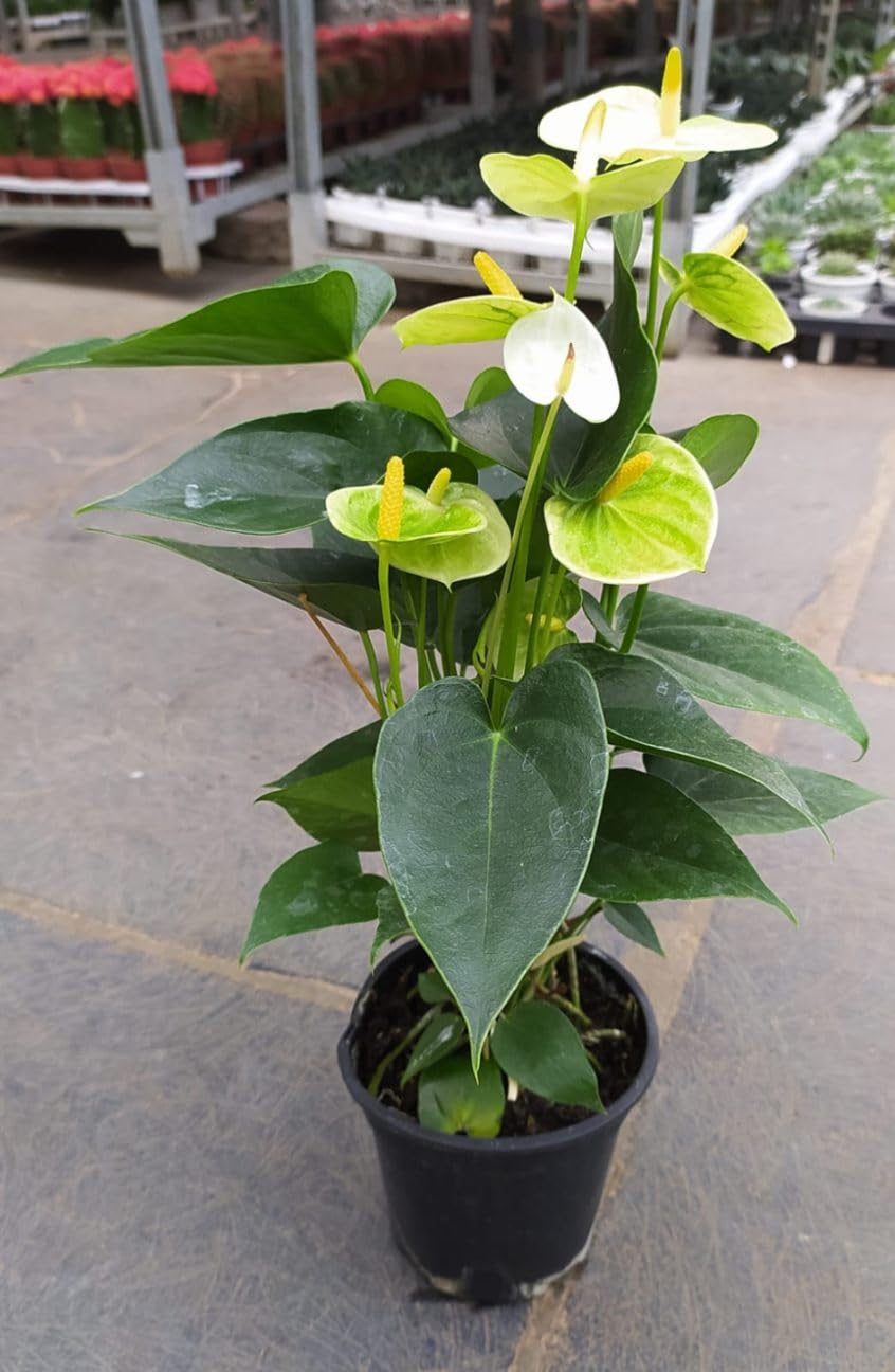 Non-GMO Yellow Anthurium Flower Seeds