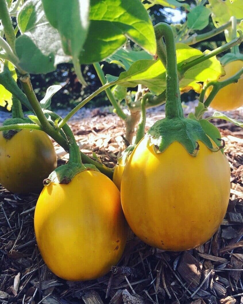 High germination yellow aubergine seeds