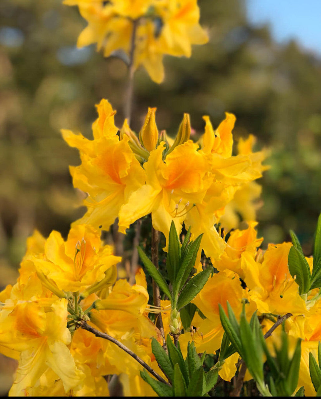 Non-GMO Yellow Azalea Flower Seeds