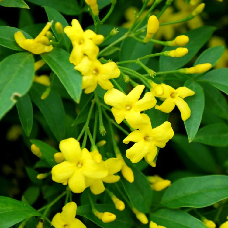 Non Gmo Yellow Balsamine Seeds
