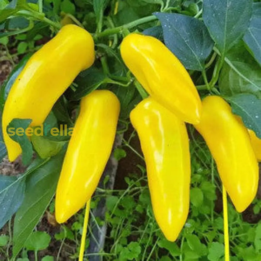 Non GMO Yellow Bedder pepper seeds
