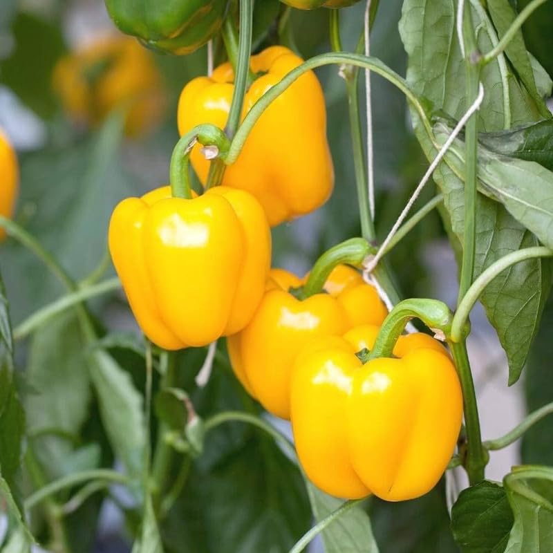 High germination Yellow Bell Pepper seeds