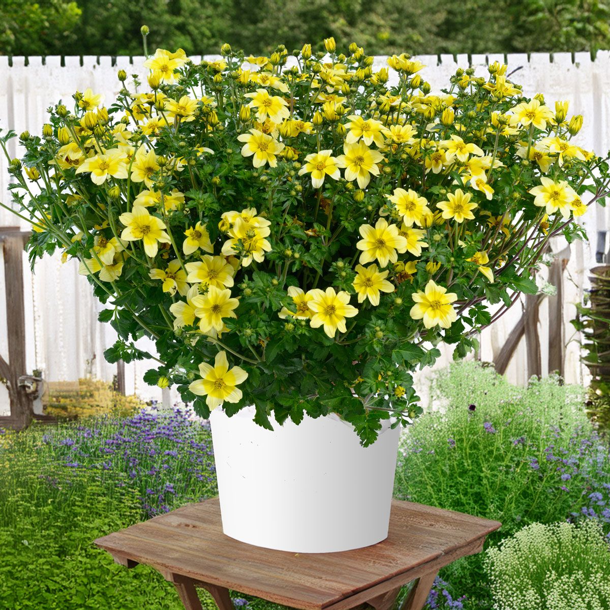 Non Gmo Yellow Bidens Seeds