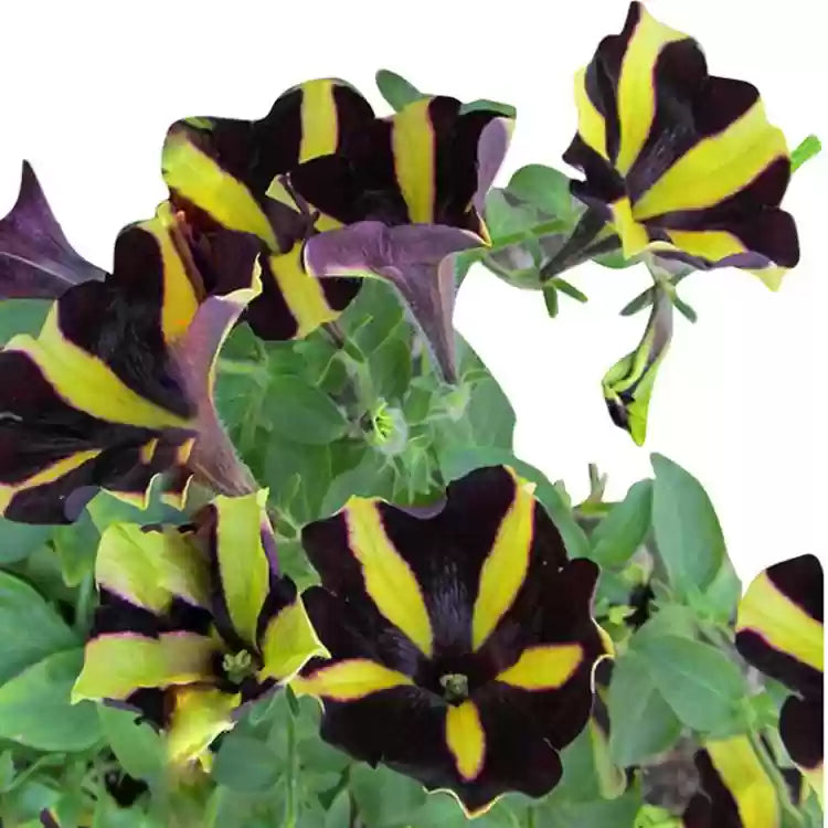 Non-GMO Yellow Black Playmates Flower Seeds