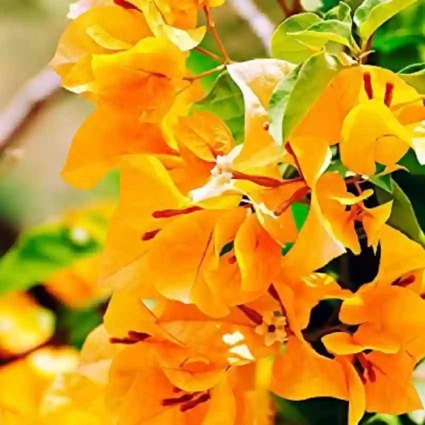 Non-GMO Radiant Yellow Bougainvillea Seeds for Home Gardening