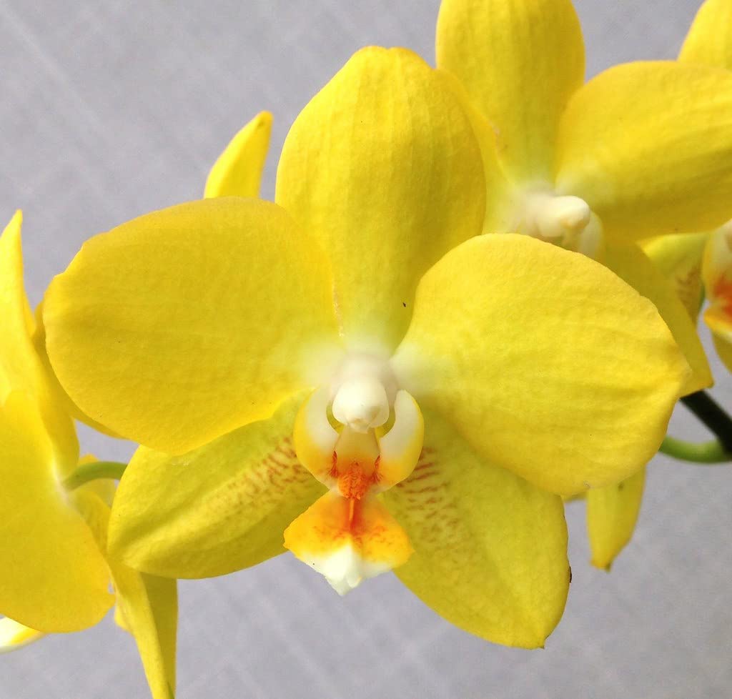 Non Gmo Yellow Brown Orchid Seeds