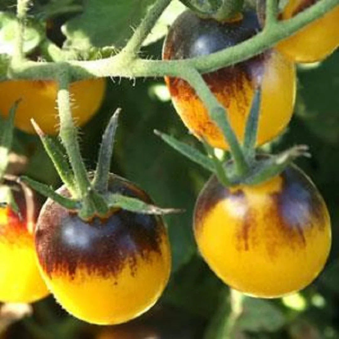 Non GMO yellow brown tomato seeds