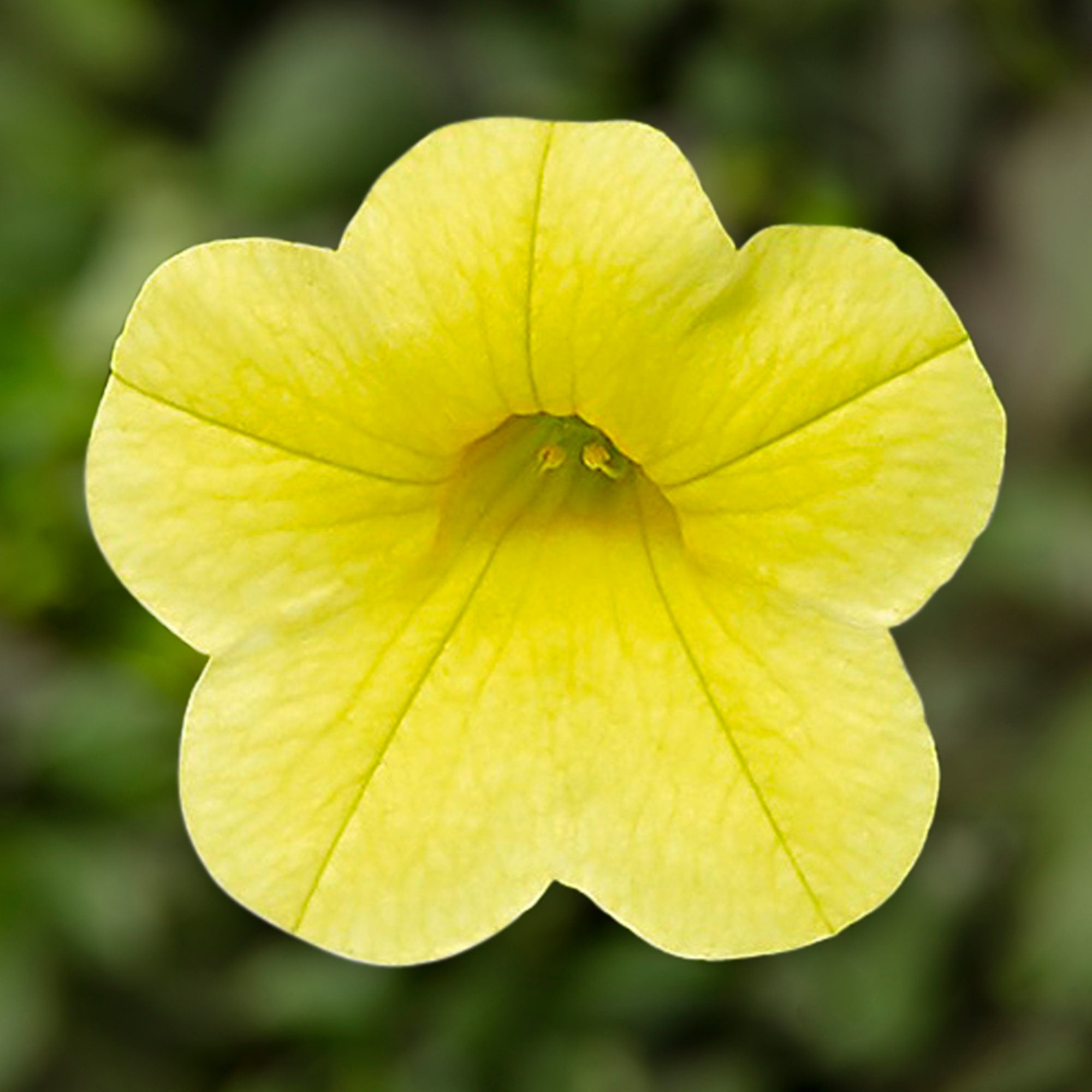 Premium Non-GMO Yellow Calibrachoa Seeds