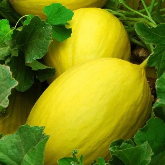 Non-GMO yellow cantaloupe seeds for delicious melon gardening